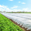 Netkaná agrotextilie 1,6m x 5m, standard, bílá SPRINGOS AG0015